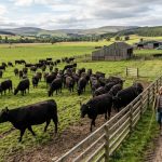 Angus Cattle in farm, farmers working in big farm