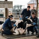 Cattle Emergency Care: Life-Saving Procedures