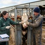 Vet Check Cattle, in farm, farmer working