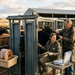 Mineral Deficiencies in Cattle: Signs & Solutions