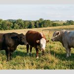 Premium Beef Breeds: Highest Quality Options