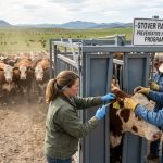 Preventive Healthcare for Cattle Herds
