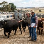 Selecting Bulls for Your Herd
