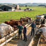Continental Cattle Breeds, farmers in big farm