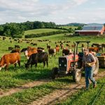Cattle eating grass in big farm, farmer working in farms