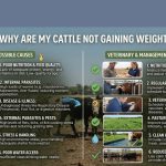 Why Are My Cattle Not Gaining Weight?