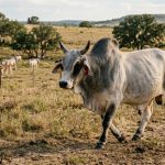 Brahman Cattle breed