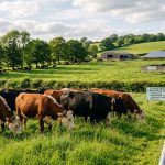 Climate-Smart Cattle Practices