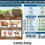 Clostridial Diseases in Cattle: The 7-Way and 8-Way Vaccines Explained