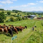 How Can Cattle Farming Be More Sustainable?