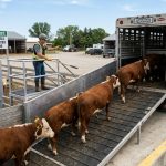 Loading and Unloading Cattle Safely