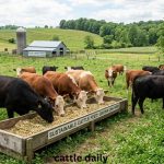 Sustainable Feed Sources for Cattle
