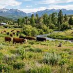 Biodiversity on Cattle Ranches