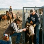 What Skills Do Cattle Workers Need?
