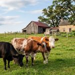 Best Dual-Purpose Cattle Breeds for Self-Sufficiency