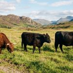 Cattle Breeds That Require the Least Maintenance