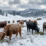Cold-Hardy Cattle Breeds for Northern Ranches