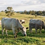 Murray Grey Cattle: The Underrated Easy-Keeper Breed