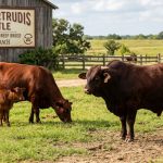 Santa Gertrudis Cattle: Americas First Beef Breed