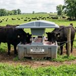 Cattle Mineral Program: How to Set Up Free-Choice Minerals