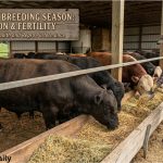 Feeding Bulls for Breeding Season: Nutrition and Fertility