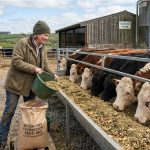 Feeding Cattle on a Tight Budget: Cost-Cutting Without Sacrificing Nutrition