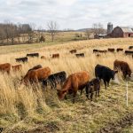 Stockpile Grazing: Growing Your Own Winter Feed
