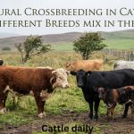 Can Different Cattle Breeds Crossbreed Naturally