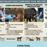 Cattle Castration Methods Compared: Pain, Welfare, and Outcomes