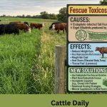 Fescue Toxicosis in Cattle: Causes, Effects, and New Solutions