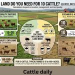 How Much Land Do You Need for 10 Cattle