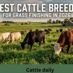 Best Cattle Breeds for Grass Finishing in 2026