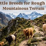 Cattle Breeds for Rough and Mountainous Terrain