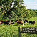 Silvopasture for Cattle: Trees, Grass, and Profit Combined