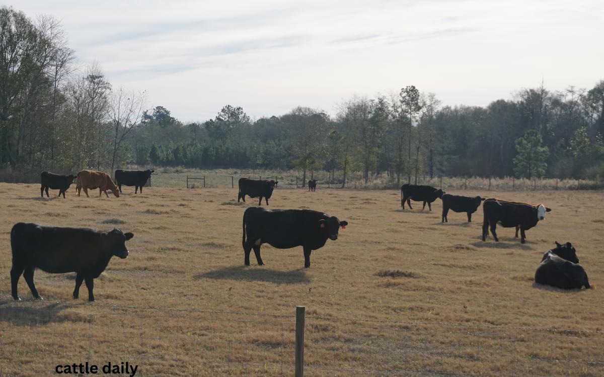 Cattle farming in Georgia - Cattle Daily